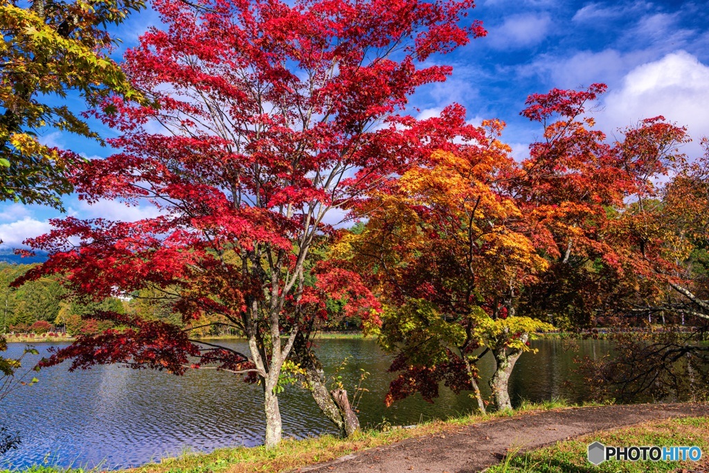 長野県・蓼科湖の紅葉 9