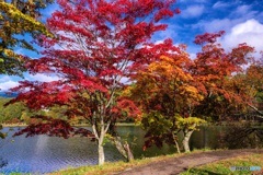 長野県・蓼科湖の紅葉 9
