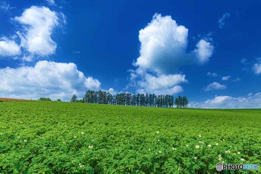 北海道・美瑛町 夏のマイルドセブンの丘