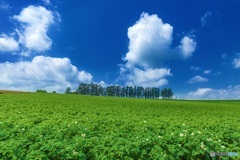 北海道・美瑛町 夏のマイルドセブンの丘
