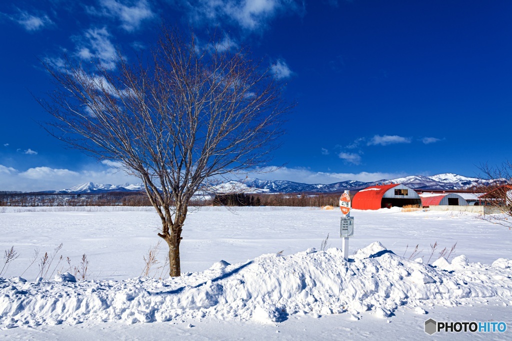 北海道・上士幌町 雪原と一本の木