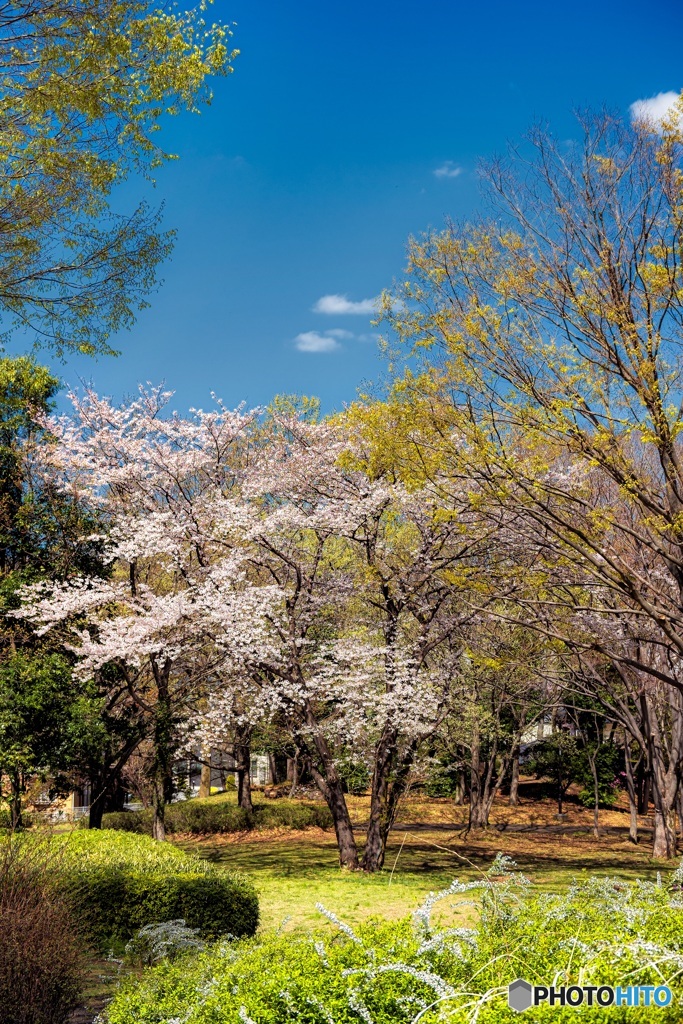 東京都・八王子市 春の富士見台公園の風景 2