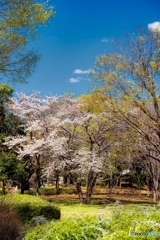 東京都・八王子市 春の富士見台公園の風景 2