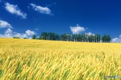 北海道・美瑛町 夏の丘の風景 5