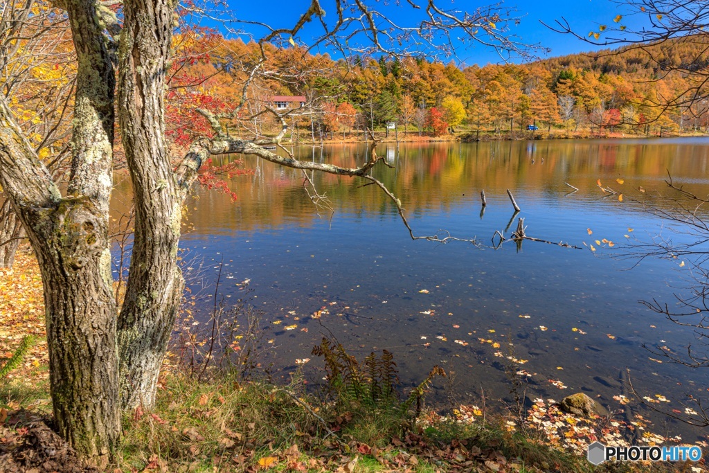 長野県・秋の女神湖の風景 6