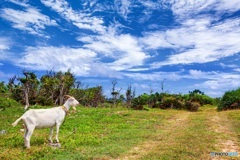 沖縄県・波照間島のヤギ