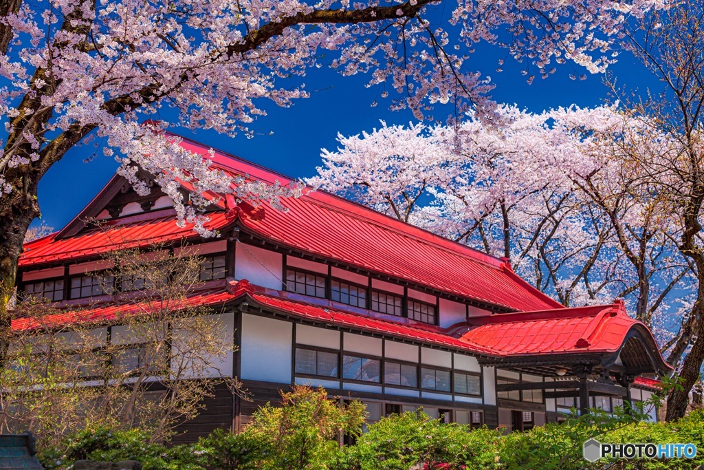 群馬県・沼田公園の桜 2