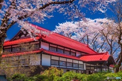 群馬県・沼田公園の桜 2