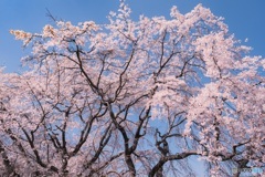 東京都・稲城市平尾のシダレザクラ 1