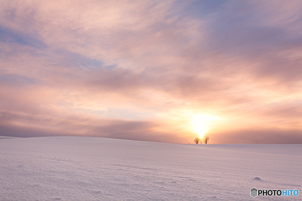 北海道・美瑛町 後光射す親子の木