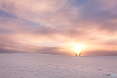 北海道・美瑛町 後光射す親子の木