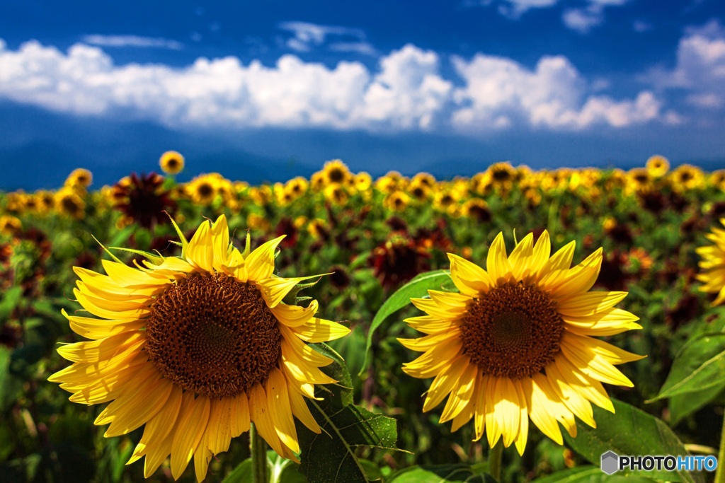 山梨県・明野のひまわり畑 5