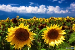 山梨県・明野のひまわり畑 5