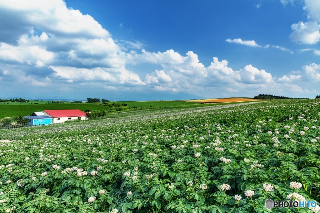 北海道・美瑛町 じゃがいも畑の夏