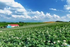 北海道・美瑛町 じゃがいも畑の夏