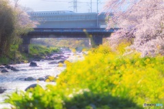 神奈川県・湯河原の桜 1