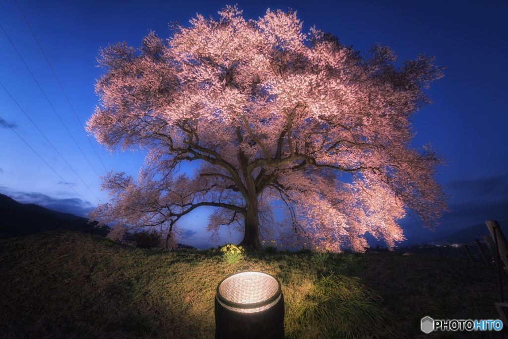 山梨県・韮崎市 わに塚の一本桜のライトアップ 1