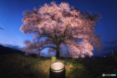 山梨県・韮崎市 わに塚の一本桜のライトアップ 1