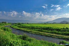 長野県・木島平村 朝の川と水田の風景