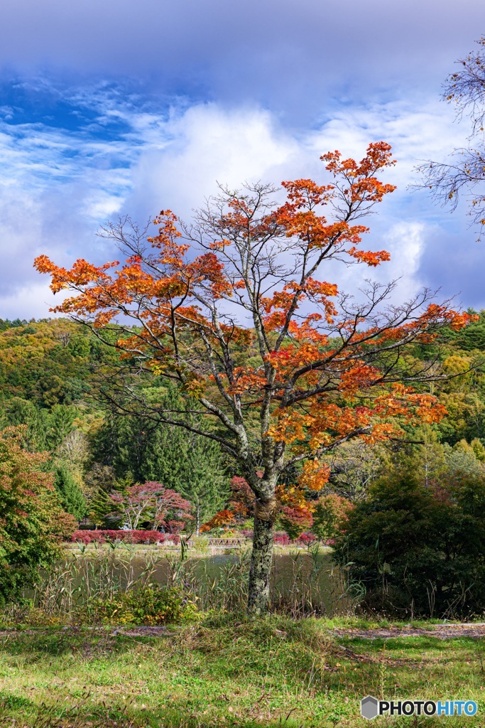 長野県・蓼科湖の紅葉 3