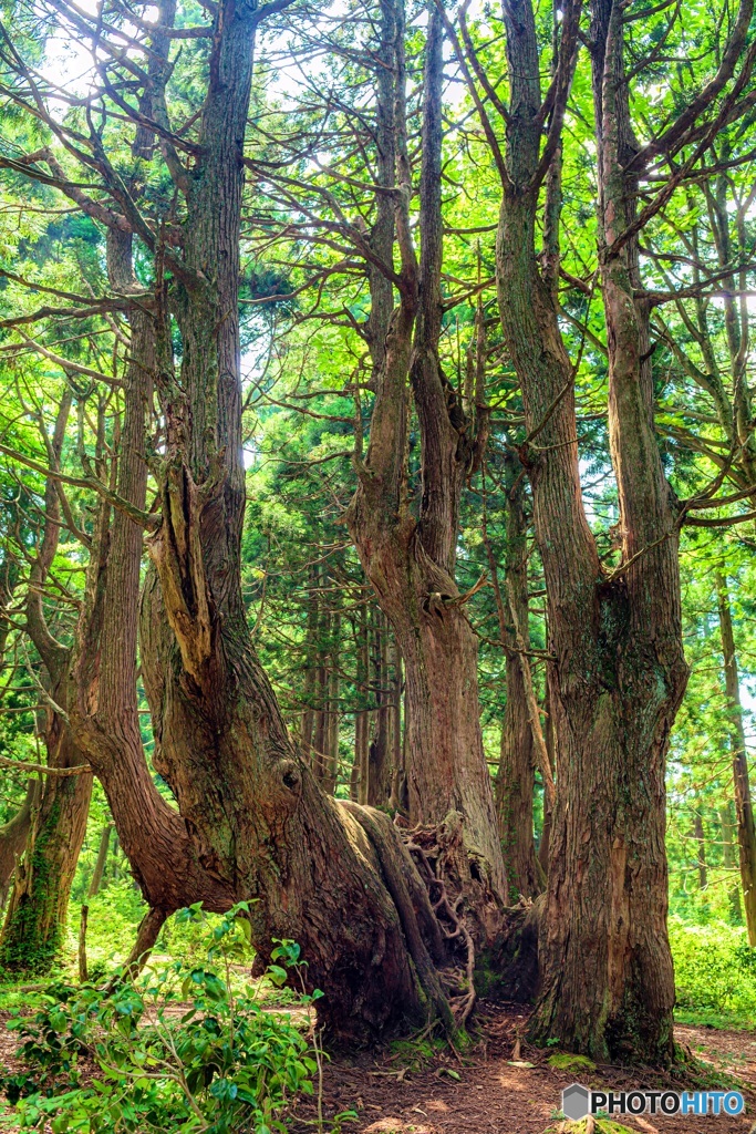 山形県・幻想の森の風景 6