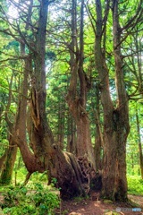 山形県・幻想の森の風景 6