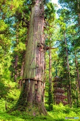 山形県・羽黒山の五重塔と巨木