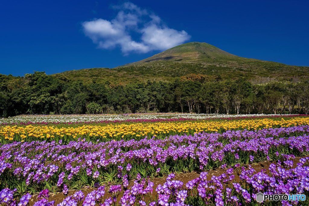 東京都・八丈島 フリージア畑の風景