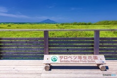 北海道・豊富町 サロベツ原生花園 2
