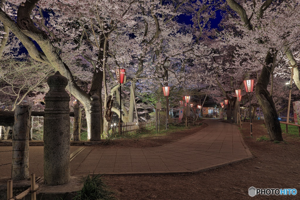 長野県・高遠城址公園の夜桜 2