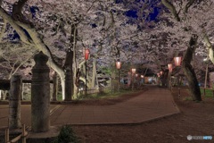 長野県・高遠城址公園の夜桜 2