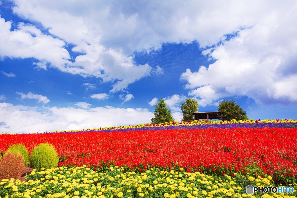 北海道・秋のかんのファーム 1