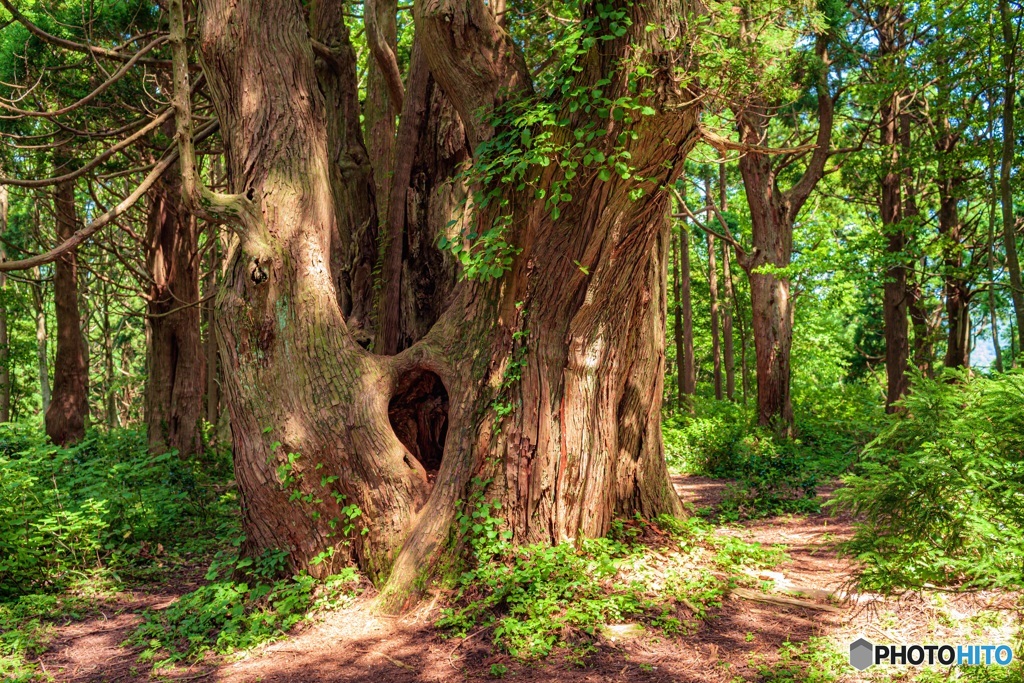 山形県・幻想の森の風景 2