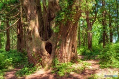 山形県・幻想の森の風景 2
