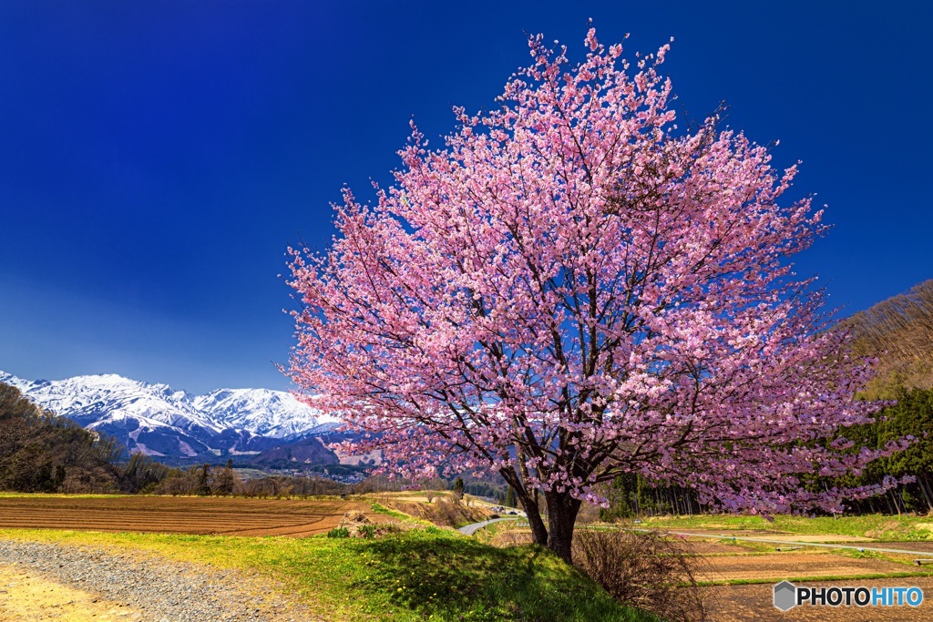 長野県・野平の一本桜 3