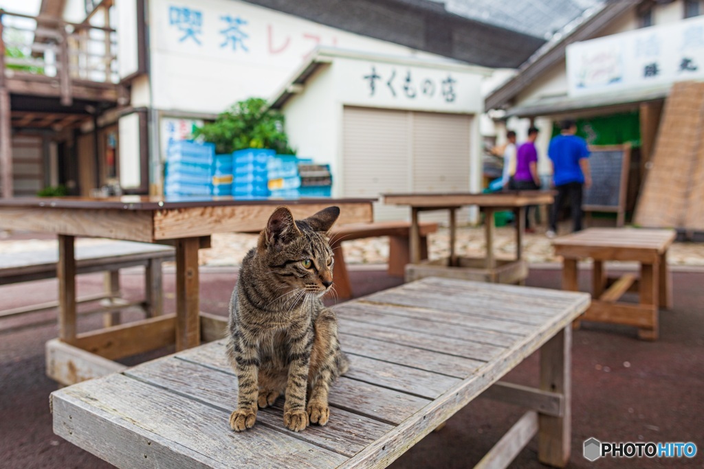 高知県・道の駅すくもの猫 1