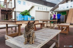 高知県・道の駅すくもの猫 1