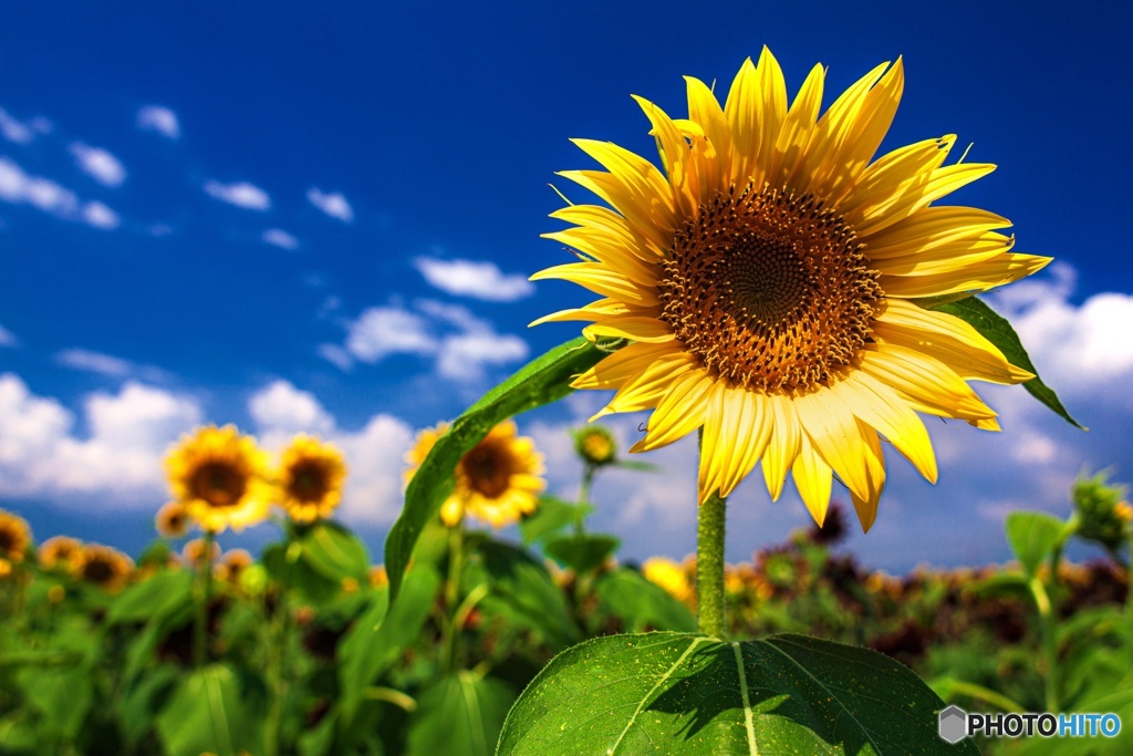 山梨県・明野のひまわり畑 4