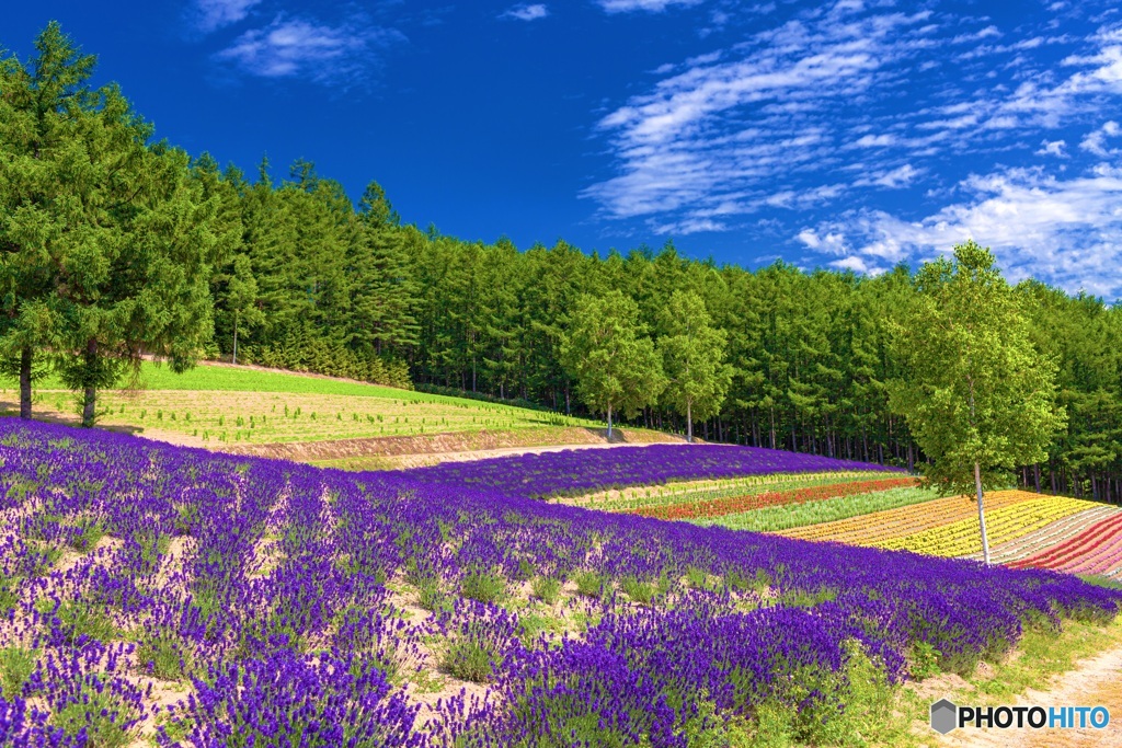 北海道・上富良野町 夏の花畑 1