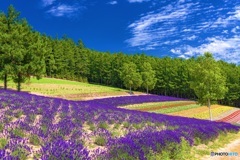 北海道・上富良野町 夏の花畑 1