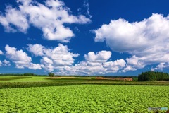 青森県・夏の下北半島の風景