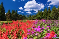 大分県・くじゅう花公園の風景 3