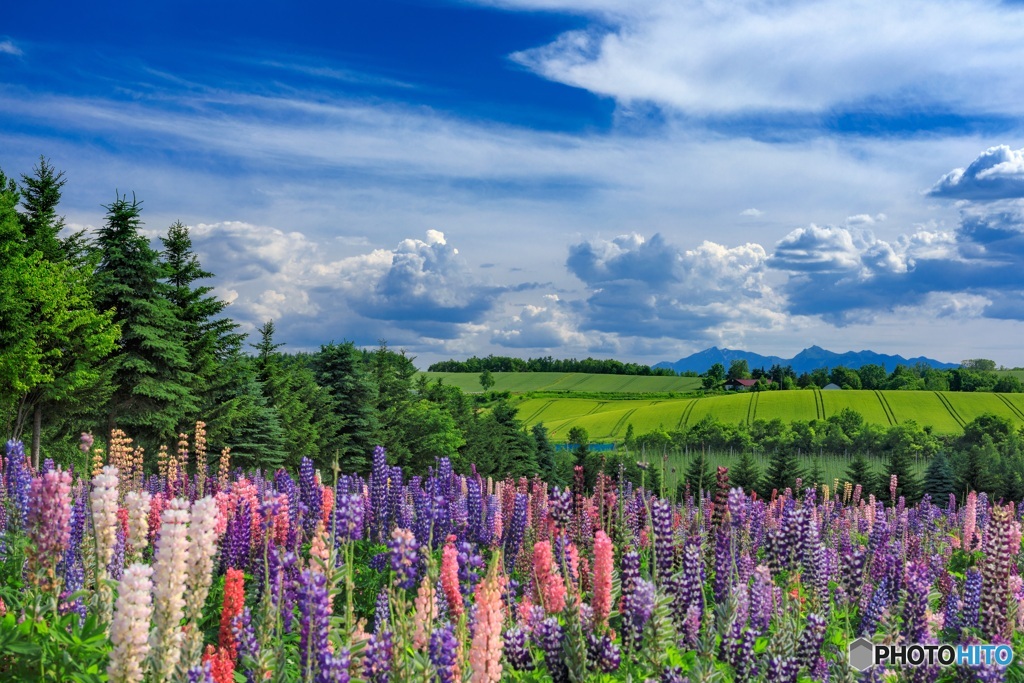 北海道・上富良野町 初夏の花畑 11