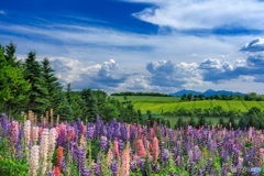 北海道・上富良野町 初夏の花畑 11