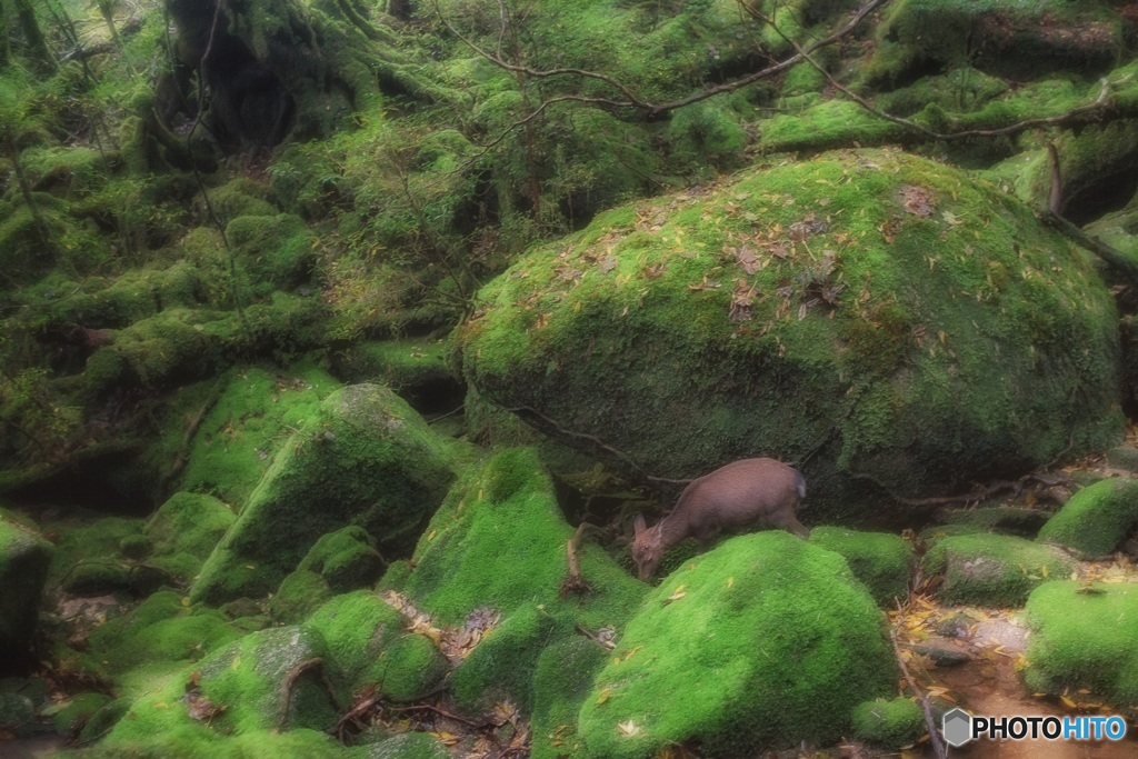 鹿児島県・屋久島 苔むす森とヤクシカの風景