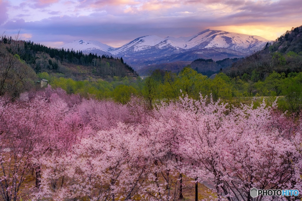 山形県・月山と桜と朝焼け