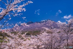 山梨県・谷戸城址の桜 2