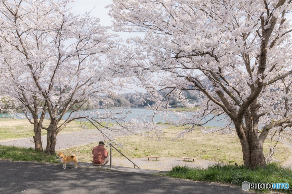 山梨県・上野原市の桜
