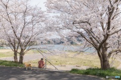 山梨県・上野原市の桜