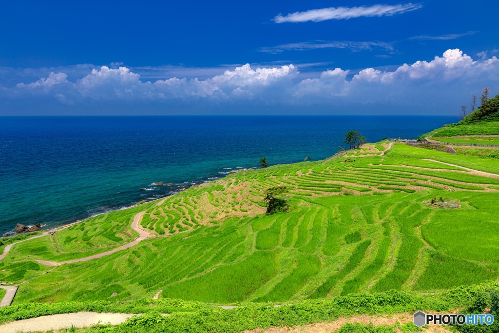 石川県・輪島市 夏の白米千枚田